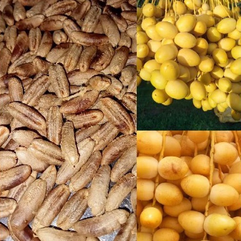 เมล็ดพันธุ์อินทผลัม(Date palm)จากต้นแม่เนื้อเยื่อ พันธุ์บาฮีเหลืองผลทานสด 1ชุดมี12เมล็ด