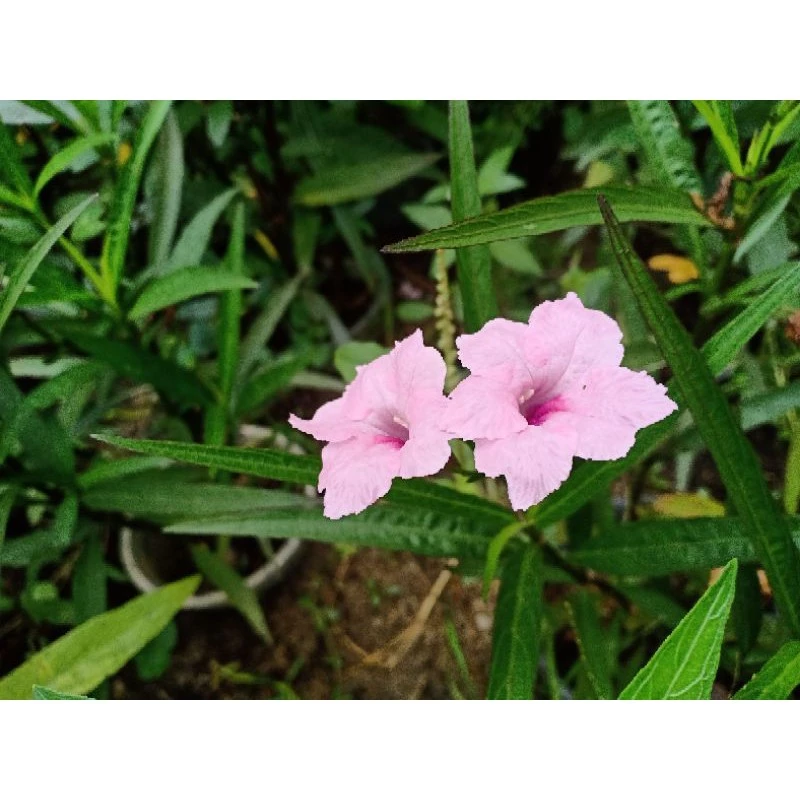 ต้อยติ่งฝรั่ง ฟ้าประทานพร  กิ่งละ1บาท คละสีได้ thumbnail 5