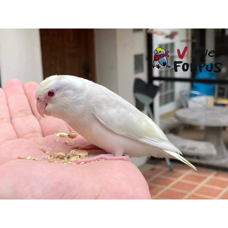 vloveforpus CALPUS+ อาหารสำหรับนกแก้ว (ฟอพัส) อาหารนก ธัญพืชรวม+อาหารไข่+แคลเซียม (แพ็ค 1 kg) - รูปที่ 4