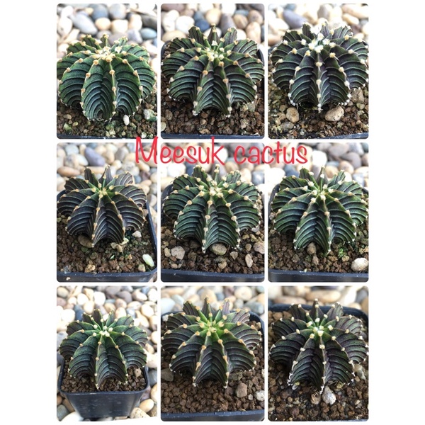 แคคตัส cactus LB 2178 Gymnocalycium friedrichii lb 2178 แท้ ไม้เมล็ด ราคาถูก