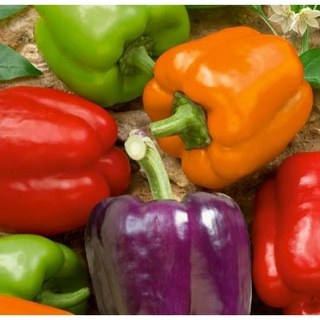 เมล็ดพันธุ์พริกระฆังหวานคละสี Mix Sweet Bell Pepper  เมล็ดพันธุ์แท้คุณภาพดี นำเข้าจากต่างประเทศ