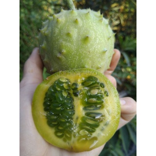 แตงหนามคิวาโน ผลกลม KIWANO RUND JELLY MELON