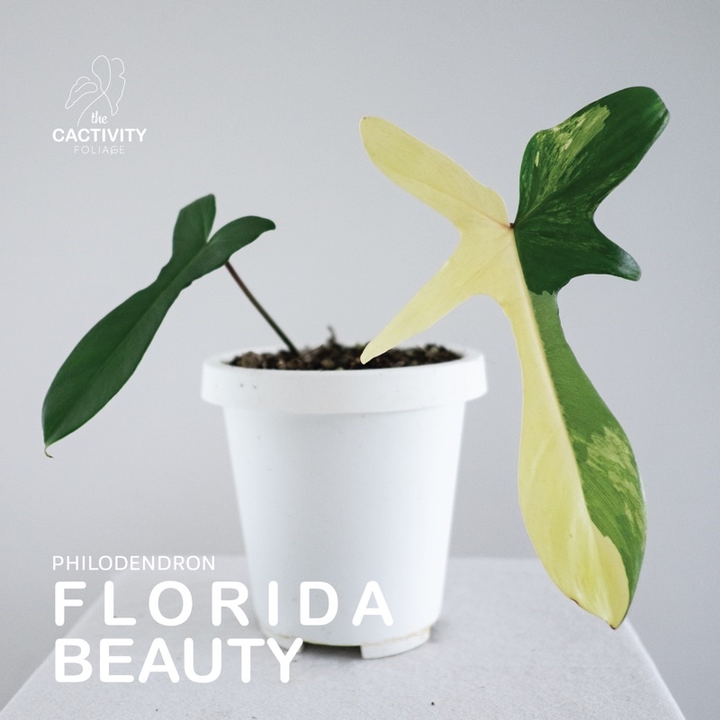🦞ก้ามกุ้งด่าง🦞  “Philodendron Florida Beauty” สินค้าจริงตามภาพ