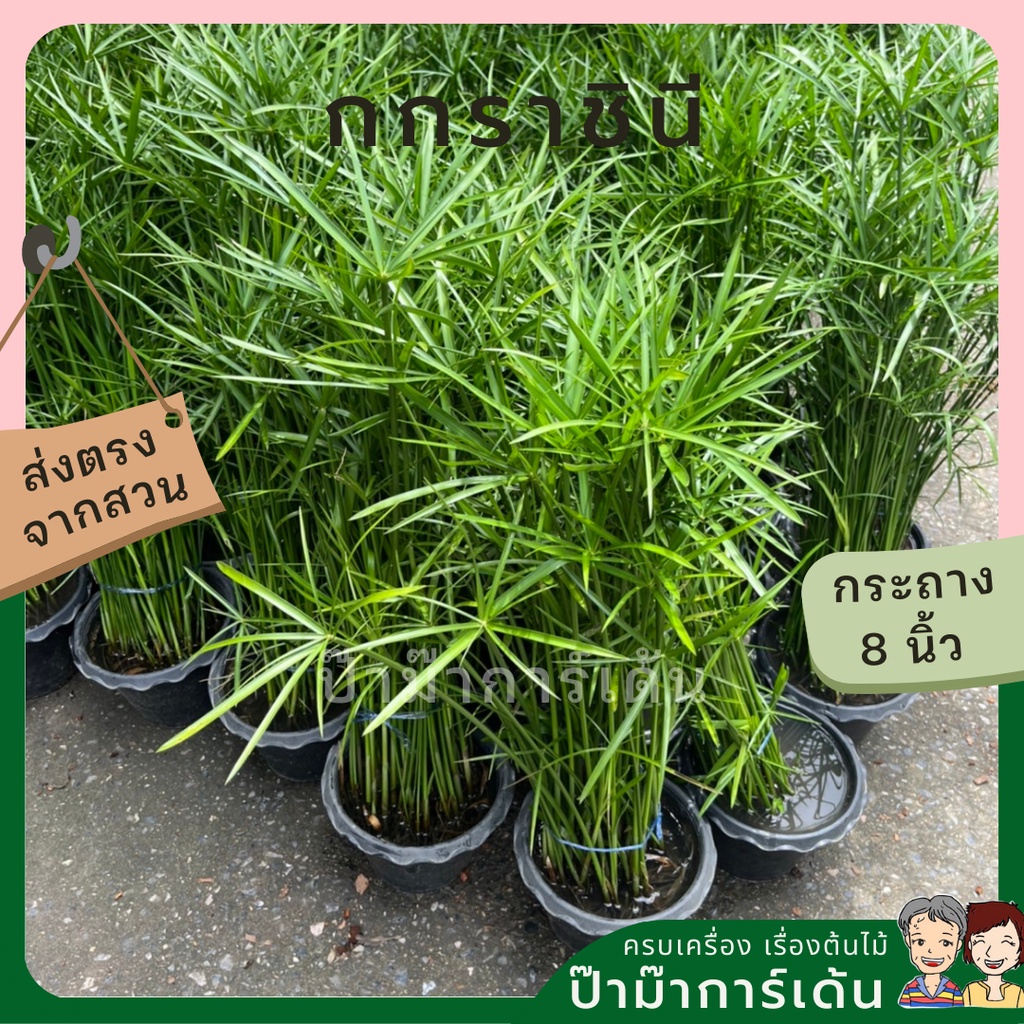 มุมมอง 2