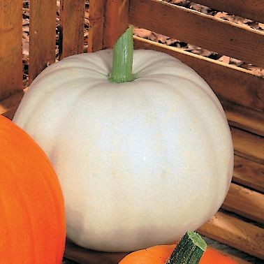 เมล็ด ฟักทองสีขาว - Lumina Pumpkin