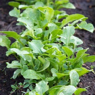 เมล็ดพันธุ์ ผักร็อคเก็ต Slow Bolt Arugula Seed บรรจุ 500 เมล็ด คุณภาพดี ของแท้ 100%
