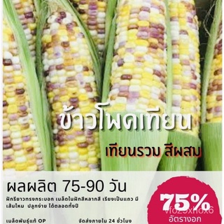 เมล็ด ขายดี/เมล็ดพันธุ์ ข้าวโพดเทียนรวม ข้าวโพดเทียน (ซื้อ 10แถม 1 คละอย่างได้)/อินทรีย์ คละ สวนครัว คะน้า HURO