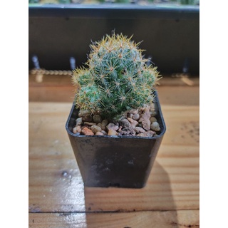 แมมเม็ดพริกเหลือง,เทา Mammillaria prolifera