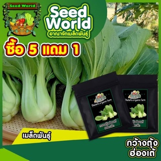 เมล็ดพันธุ์กวางตุ้งฮ่องเต้ 500เมล็ด เมล็ดกวางตุ้งฮ้องเต้นำเข้าพันธุ์ซูโจ เมล็ดพันธุ์แท้สามารถทำพันธุ์ต่อได้