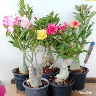 12 เมล็ด เมล็ดพันธุ์ ชวนชม สายพันธุ์ฮอลแลนด์ คละสี Adenium Seeds