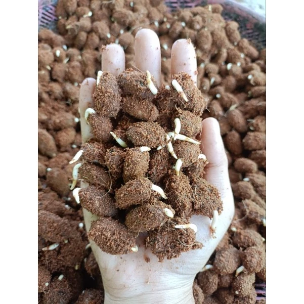 🌱เมล็ดงอกโกโก้ชุด 120เมล็ดราคา 100บาท โกโก้พันธ์ชุมพร1 ต้นแม่พันธ์ที่ใช่เพาะเมล็ดงอกอายุ 30ปี+ พร้อมแถม
