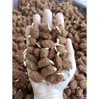 🌱เมล็ดงอกโกโก้ชุด 120เมล็ดราคา 100บาท โกโก้พันธ์ชุมพร1 ต้นแม่พันธ์ที่ใช่เพาะเมล็ดงอกอายุ 30ปี+ พร้อมแถม