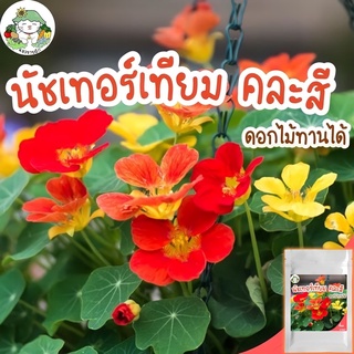 เมล็ดพันธุ์ นัซเทอร์เที่ยมคละสี (ดอก ใบ ทานได้) - Mixed Nasturtium เมล็ดพันธุ์นำเข้าแท้ 100% นำไปขยายพันธุ์ต่อได้