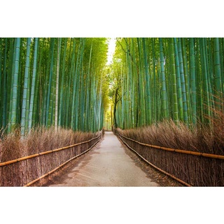 เมล็ดพันธุ์ ไผ่โมโซ ไผ่หนังจีน ไผ่ญี่ปุ่น moso bamboo  30 เมล็ด เมล็ดพันธุ์นำเข้า