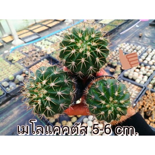 🌵💥 เมโล 💥🌵 Melocactus  ขนาด  5-6 ซม. ไม้เมล็ด ต้นกระบองเพชร ต้นแคคตัส (แคคตัส กระบองเพชร)