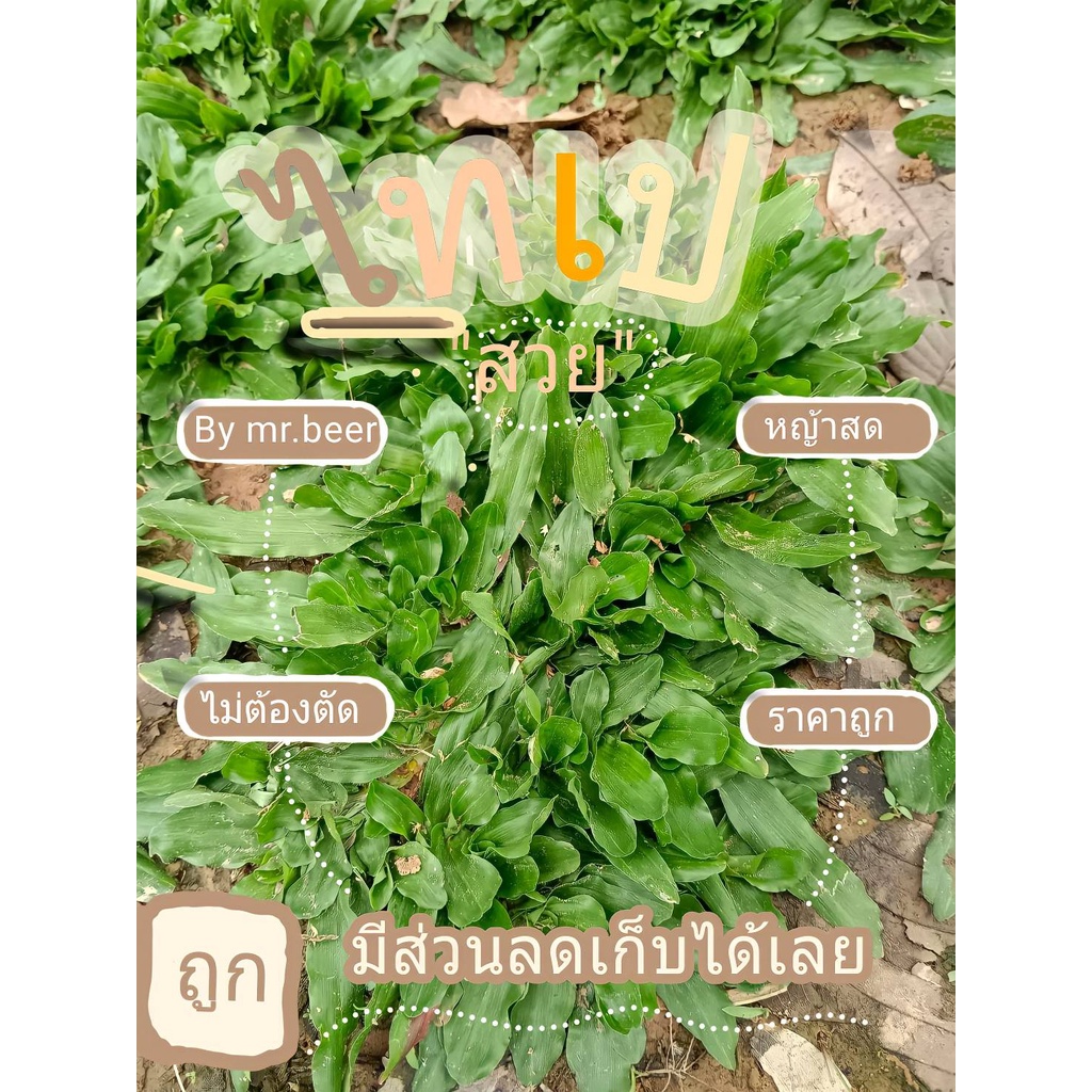 หญ้าไทเปแท้ ชุด20ตารางเมตร หญ้าจัดสวน ส่งวันต่อวัน ไม่ค้างออเดอร์ราคาถูกที่สุด หญ้าสวยและแข็งแรงที่สุด