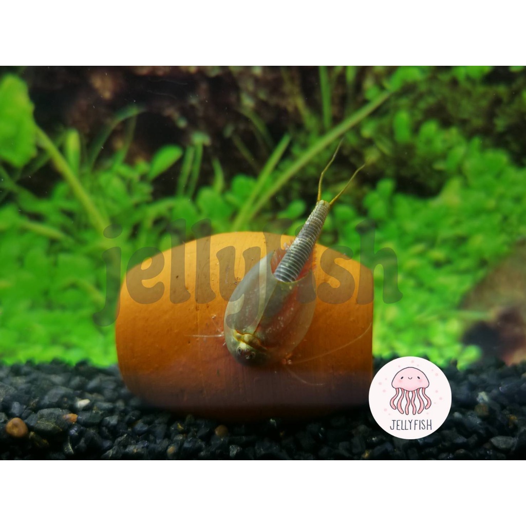 ไข่ไทรออปส์ ไข่Triops  ไข่กุ้งไดโนเสาร์ กุ้งไดโนเสาร์