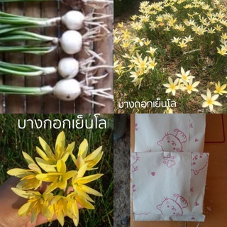 บัวดินชื่อ.บางกอกเย็นโล ขายหัวละ 5 บาท เป็นหัวขนาดออกดอก