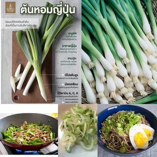 200เมล็ด ต้นหอมญี่ปุ่น ขายส่ง 7฿ หอมญี่ปุ่น (Japanese Bunching Onion) เมล็ดต้นหอม ต้นหอม