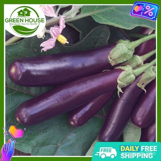 [Green House] Eggplant Seeds for Planting Vegetable Plants ( /-50 Seed) | FREE FREE FEtilizer &amp; Planting Instructions |