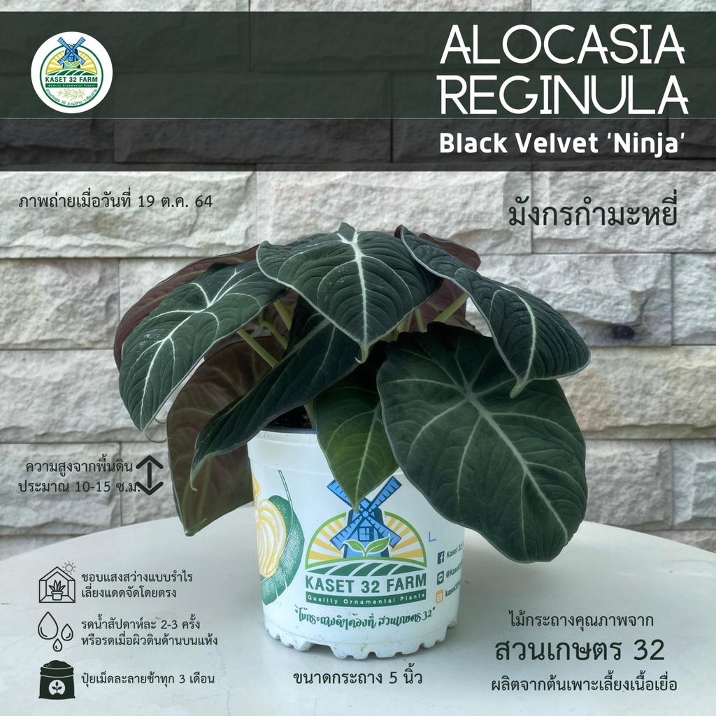 ต้นมังกรกำมะหยี่ (Alocasia reginula 'Black Velvet' Ninja) กระถาง 5 นิ้ว