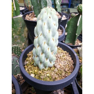 Opuntia miquelii  ชำมีรากแล้ว