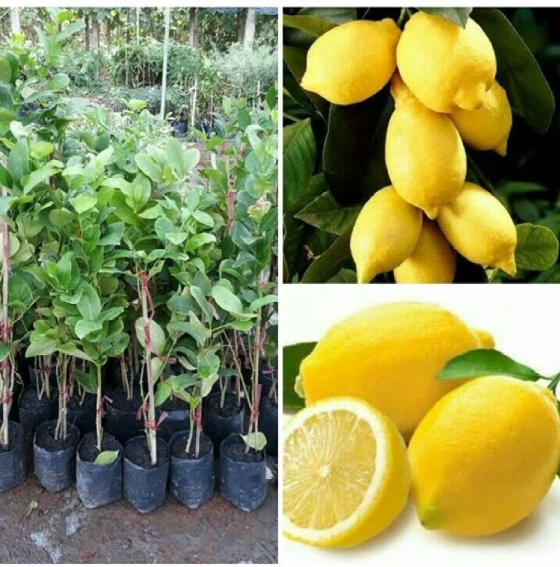 พร้อมสต็อกประเทศไทย เลมอนยูเรก้า เลม่อนประดับจาน/คั้นน้ำ Lemon Seeds ดอกไม้ปลูก เมล็ดพันธุ์ผัก ต้นบอนไซ เสริมวิตามินซี