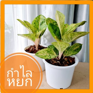 [Bytong Store] Aglonema กำไลหยก อโกลนีมา แก้วกาญจนา ในกระถางขาว 6 นิ้ว ไม้มงคล เรียกทรัพย์ แต่งบ้าน แต่งออฟฟิต ของขวัญ
