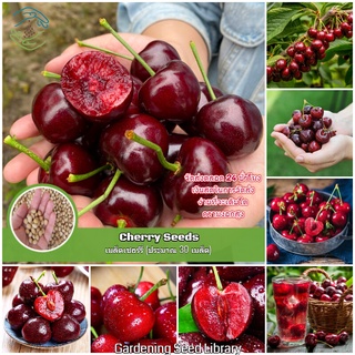 จัดส่งในพื้นที่ 30เมล็ด เมล็ดเชอร์รี่ Sweet Cherry Fruit Seeds เมล็ดพันธุ์ เชอร์รี่ พันธุ์ไม้ผล เมล็ดบอนสี