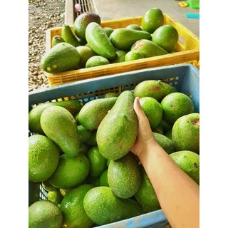 อโวคาโด้เกรดA🥑🥑 สายพันธุ์034 บัคคาเนีย ปีเตอร์สัน พื้นเมือง 1 กิโลกรัม 💥💥ซื้อ 10 แถม 1 โล💥💥