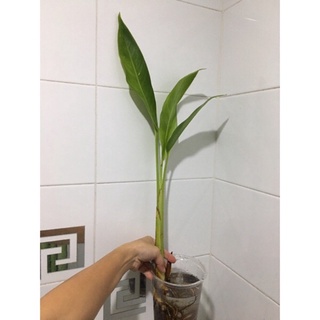 ธรรมรักษา🍀ดอกสีส้ม✨หรือเรียกเบิร์ดใบสีเขียวใสๆ