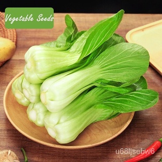 ถูก ใหม่ สายพันธุ์บอนสี เมล็ดพันธุ์ ผักเบบี้ฮ้องเต้ 200 เมล็ด Pak Choi Seed บอนสีหายาก เมล็ดพันธุ์ผัก พันธุ์ไม้ผล เมล QQ