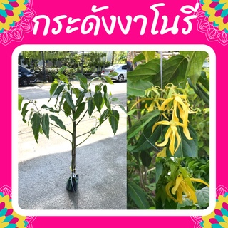 ต้นกระดังงา กระดังงาโนรี สูง 100-120cm.