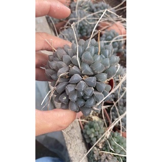 Haworthia cooperi var.obtusa หรือต้นหยดน้ำ