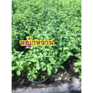 ต้นหญ้าหวาน Stevia (สตีเวีย) กระถาง5นิ้ว แข็งแรงพร้อมปลูก