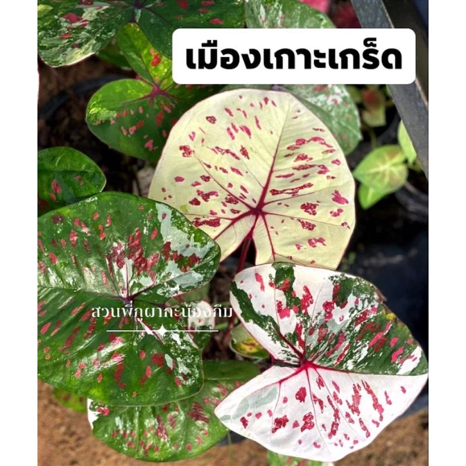 บอนสี เมืองเกาะเกร็ด ส่งทั้งกระถาง 4 นิ้ว ขนาดตามรูปที่ 2-8 แชทเลือกต้นได้ค่ะ ไม้ฟอกอากาศ ไม้มงคล ไม้ประดับ ไม้สวยงาม