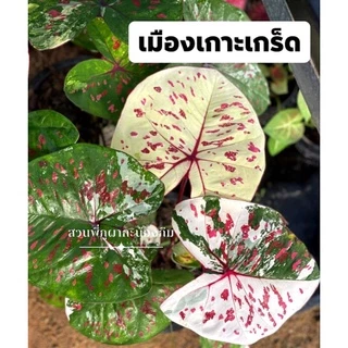 บอนสี เมืองเกาะเกร็ด ส่งทั้งกระถาง 4 นิ้ว ขนาดตามรูปที่ 2-8 แชทเลือกต้นได้ค่ะ ไม้ฟอกอากาศ ไม้มงคล ไม้ประดับ ไม้สวยงาม
