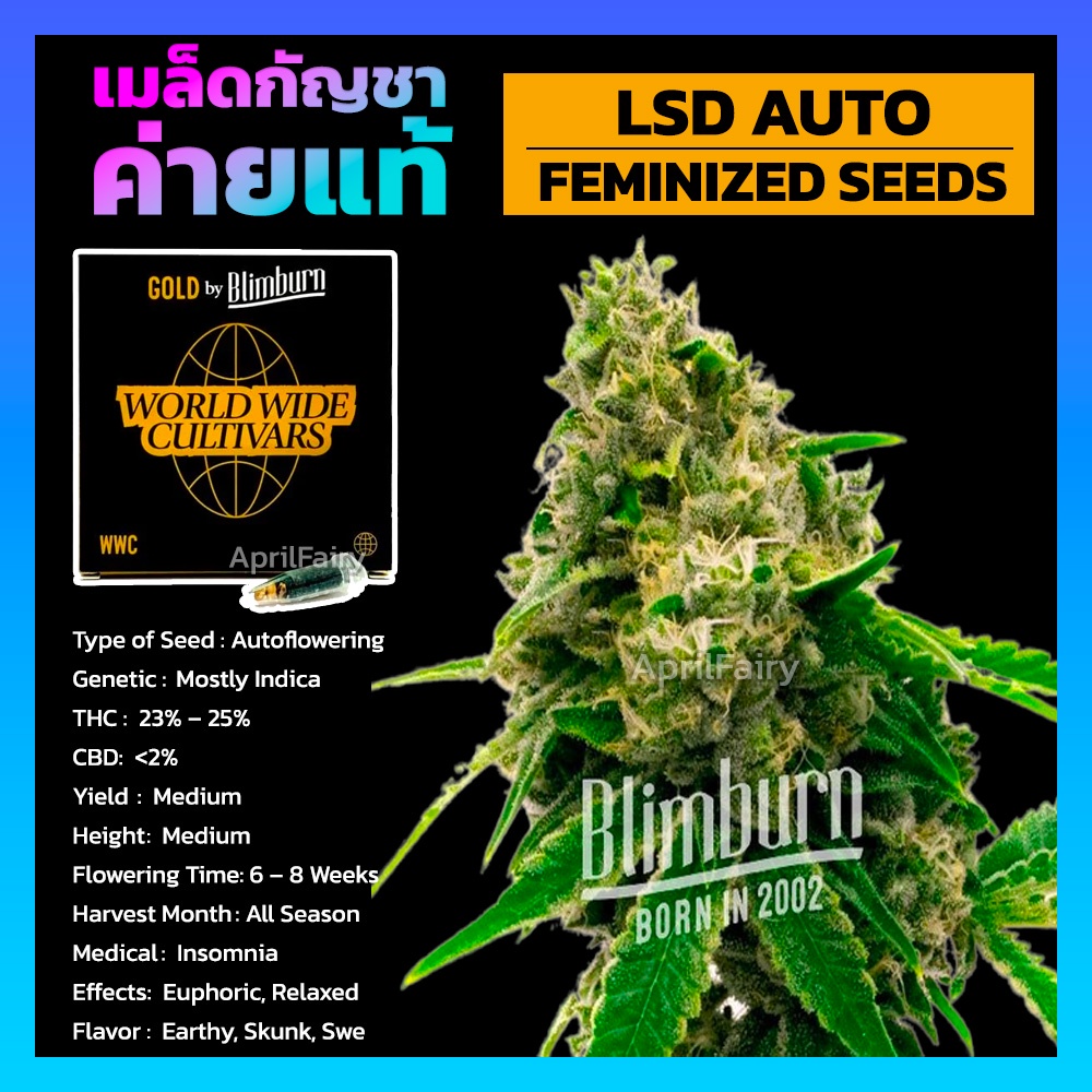 LSD AUTO FEMINIZED เมล็ดพันธุ์กัญชา นอก ออโต้ เพศเมีย เมล็ดค่าย Blimburnseeds แบ่งขาย รับประกัน ตรงป