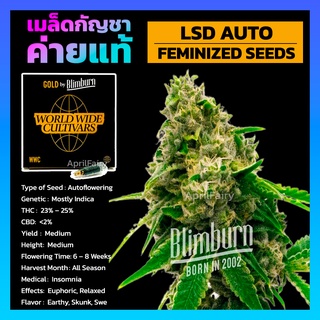 LSD AUTO FEMINIZED เมล็ดพันธุ์กัญชา นอก ออโต้ เพศเมีย เมล็ดค่าย Blimburnseeds แบ่งขาย รับประกัน ตรงปก 💯%