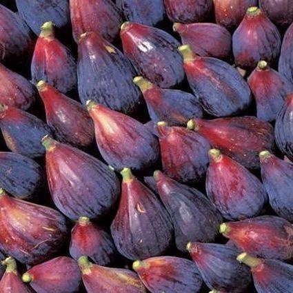 Figs ต้นมะเดื่อฝรั่ง พันธุ์ Black Mission แบล๊กมิสชั่น กระถาง 6 นิ้ว ลำต้นสูง 30-40 ซม