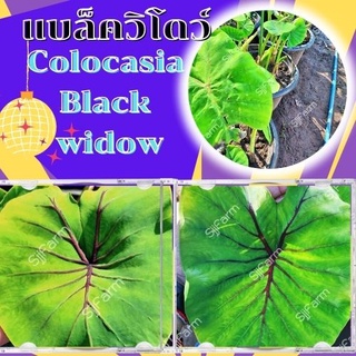 1 ต้น colocasia black widow บอนแบล็ควิโดว์ กระดูกใบสีดำคล้ายหน้ากากฟาโรห์ เด่น สวย ส่งแบบตัดใบออก สินค้าพร้อมจัดส่ง