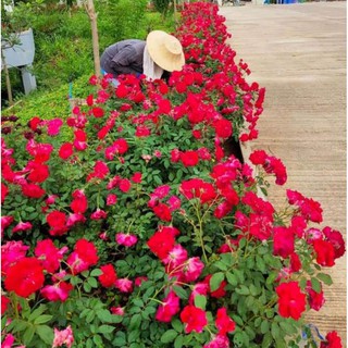 กหลาบวาเลนไทน์#สีแดง