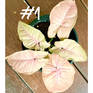 Syngonium neon pink กระถาง 5 นิ้ว