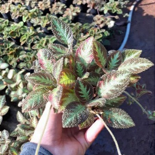 Episcia"joys love forever"พรมญี่ปุ่นหรือพรมกำมะหยี่(ดอกชมพู)กระถาง4นิ้ว