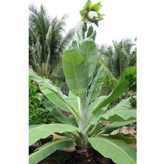 กล้วยผาแดง กล้วยหายาก ลำต้นอวบ ทรงสวย ใช้จัดสวนสวยมากๆ