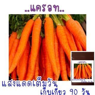 300 เมล็ด เมล็ดพันธุ์  แครอท สีส้ม