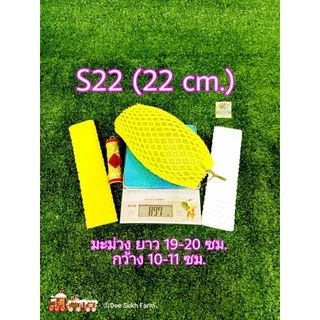 โฟมห่อผลไม้ 100 ชิ้น ตาข่ายโฟมห่อผลไม้ ยาว 10/12/20/22/24 ซม. เส้นเล็ก(S) โฟมห่อมะม่วง โฟมห่อมะยงชิด Foam Fruit Net COD