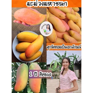 #ต้นมะม่วงมหาชนก(เสียบยอด) ต้นละ60 บาท 1 ปีติดผล