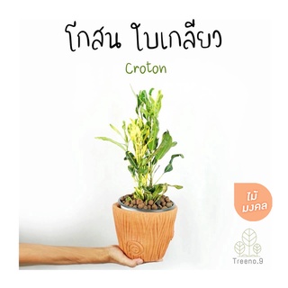 Treeno.9 T378 โกสน ใบเกลียว - ไม้มงคล (Croton) ถุง 6 นิ้ว / สูง 30-50 ซม. / ไม้ประดับ ใบสวยงาม (ต้นไม้)