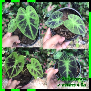 โคโลคาเซีย แบล็คบิวตี้ (colocasia black beauty)